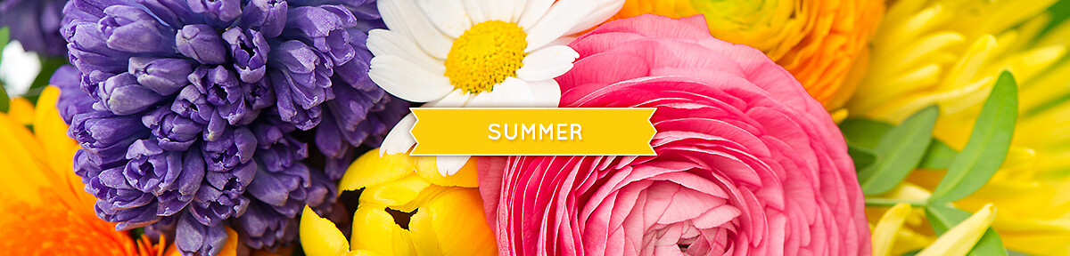 Summer Banner